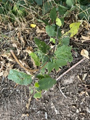 Celtis reticulata