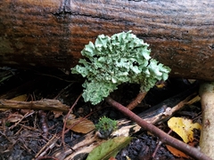 Flavopunctelia flaventior