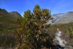 Leucadendron xanthoconus