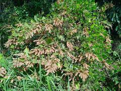Flemingia strobilifera