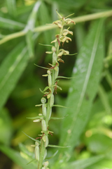 Platanthera