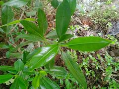 Rhizophora samoensis