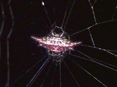 Gasteracantha diardi