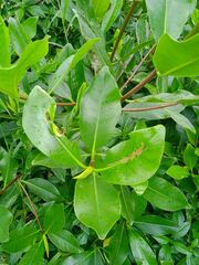 Rhizophora samoensis