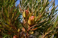 Leucadendron xanthoconus