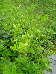Acanthus ilicifolius