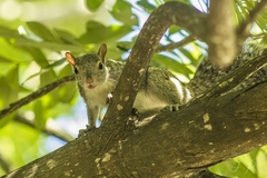 Sciurus yucatanensis