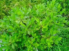 Rhizophora samoensis