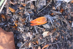 Calopompilus pyrrhomelas