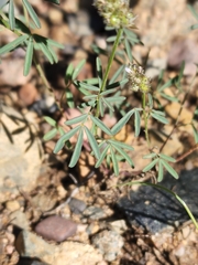 Dalea polygonoides