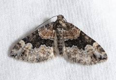 Xanthorhoe ferrugata