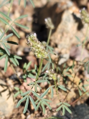 Dalea polygonoides