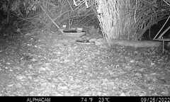 Megascops kennicottii