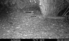 Megascops kennicottii
