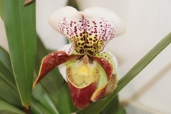 Paphiopedilum