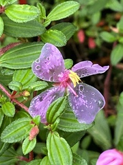 Melastomeae