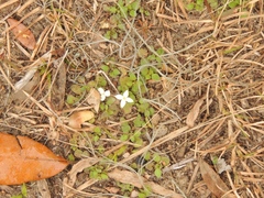 Houstonia