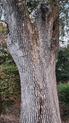 Quercus lobata