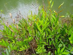 Acrostichum speciosum