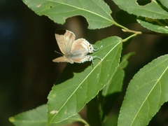 Hypolycaena philippus philippus