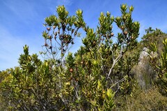 Leucadendron laureolum