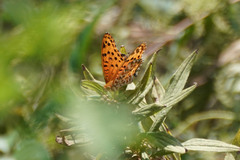 Argynnis hyperbius