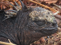 Amblyrhynchus cristatus hassi