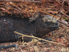 Amblyrhynchus cristatus hassi