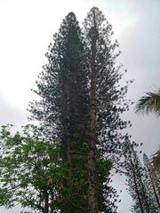 Araucaria columnaris