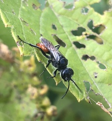 Astata bicolor