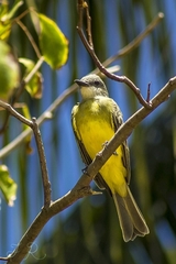 Tyrannus melancholicus
