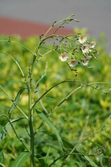 Lactuca indica