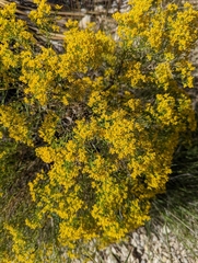 Gutierrezia sarothrae