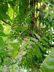 Lygodium reticulatum