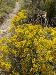 Gutierrezia sarothrae