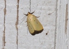 Marimatha nigrofimbria