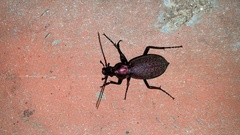 Carabus smaragdinus