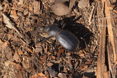 Coelocnemis dilaticollis