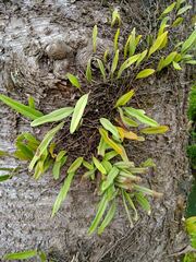 Pyrrosia confluens