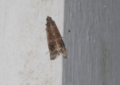 Euzophera semifuneralis
