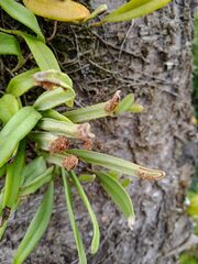 Pyrrosia confluens