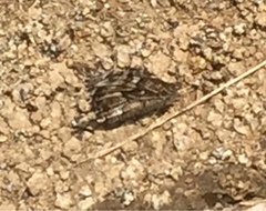 Hipparchia pellucida