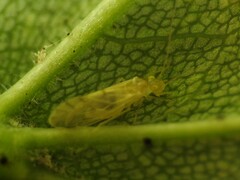Xanthocaecilius