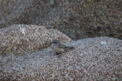 Artemisiospiza nevadensis