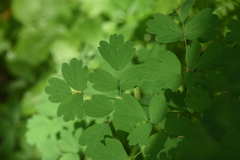 Thalictrum occidentale