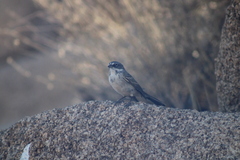 Artemisiospiza nevadensis