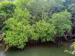 Rhizophora samoensis