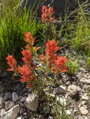 Castilleja integra