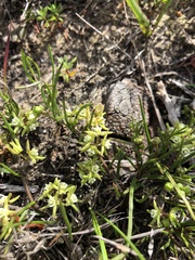 Aspidoglossum heterophyllum