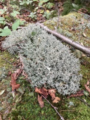 Cladonia furcata